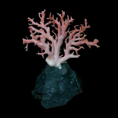 天然珊瑚
